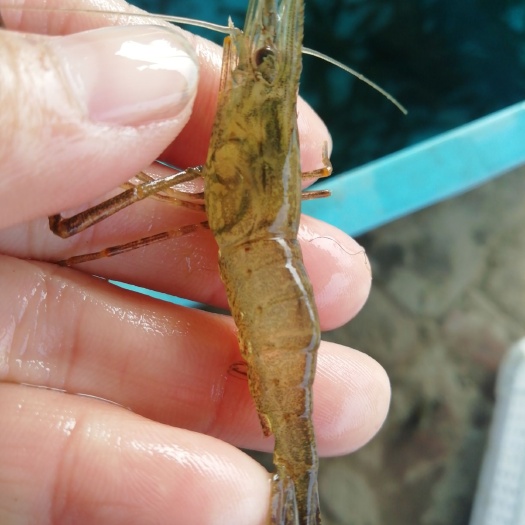 潜江市草虾 新鲜河虾