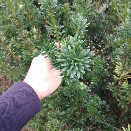 荔浦市雀舌罗汉松  实图实地拍摄，苗好，服务好，不懂Ps诚信更实在些……