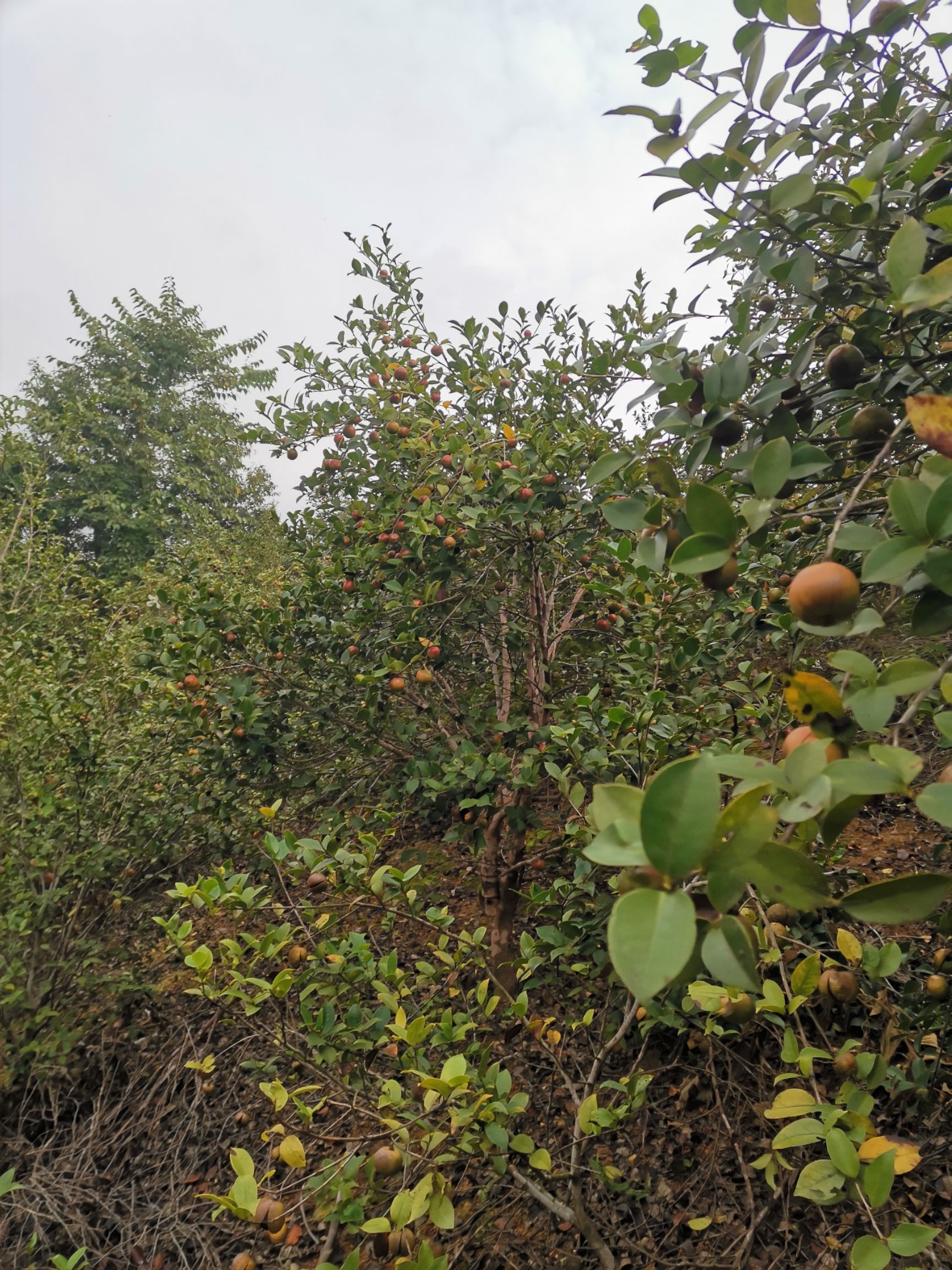  大量贵州高山油茶籽