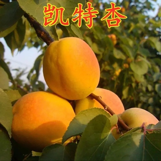平邑县 凯特杏苗    嫁接苗   基地直发  包成活 技术指导