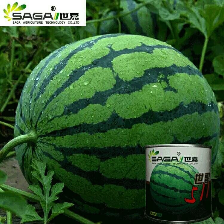 花皮西瓜种子  【世雷511】高品质西瓜种子大果型不裂果口感