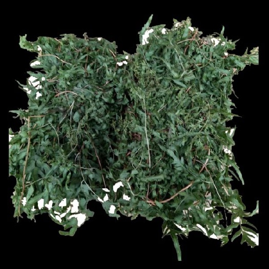 自然生长海金沙藤草500g包邮排化结石茶左转藤荽珍冬毛铁线藤
