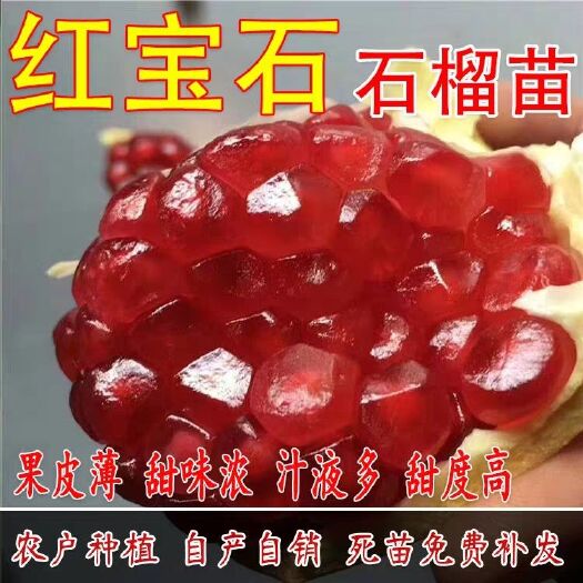 平邑县红宝石石榴苗 现挖保湿发货 死苗免费补发 全国包邮