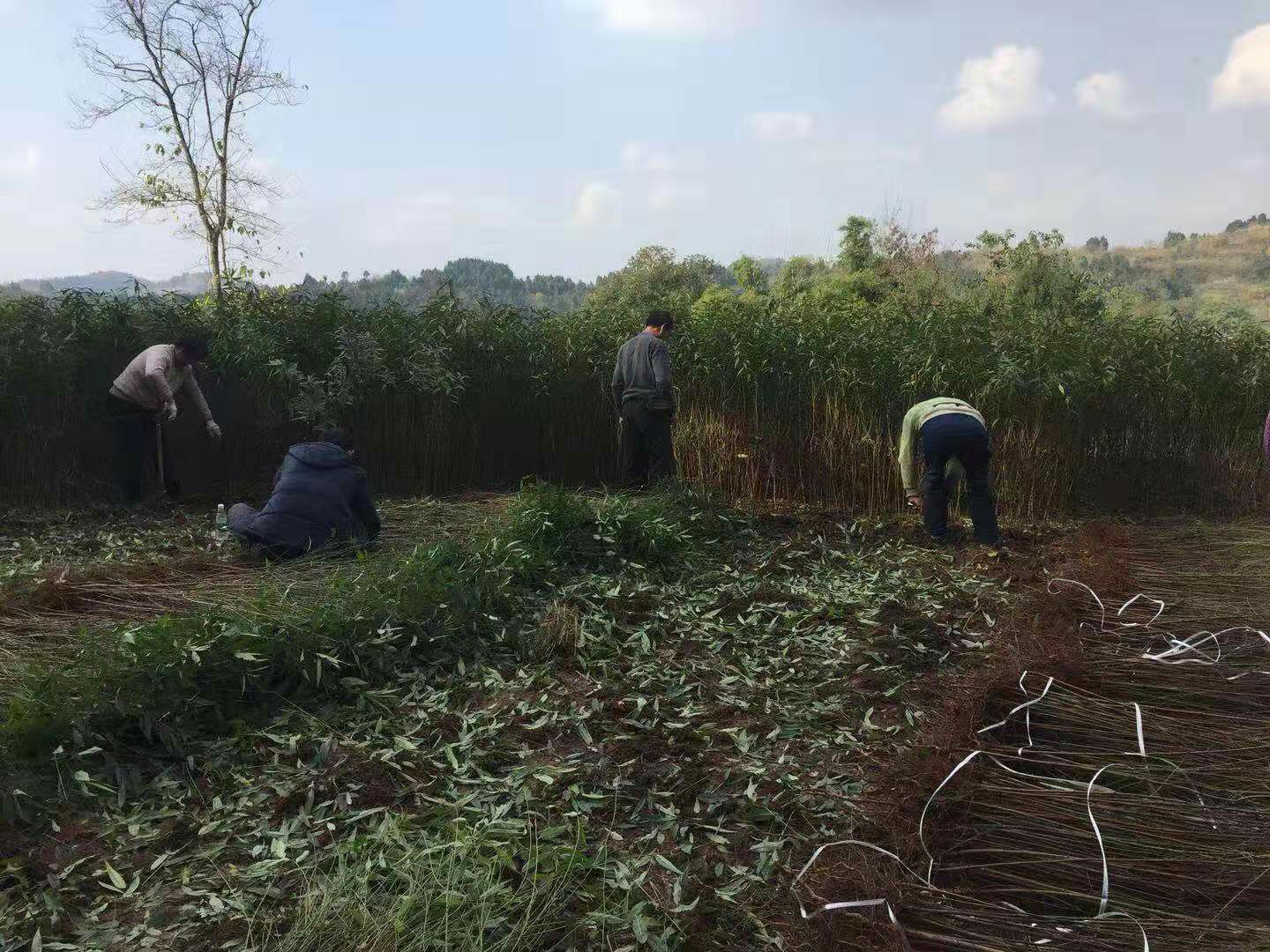 四川实生毛桃苗