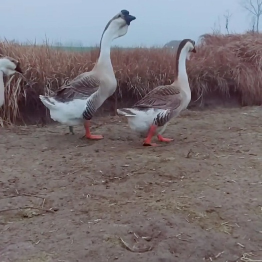 灌云县狮头鹅苗 大种鹅