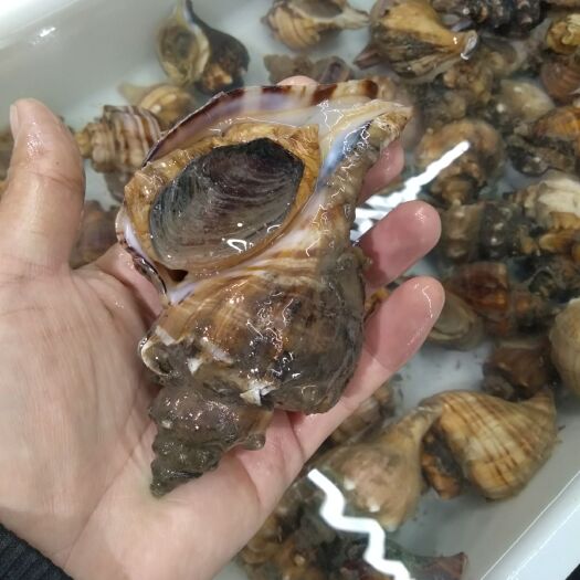 乳山市花螺  海螺  海红螺 本地深水螺（预售）