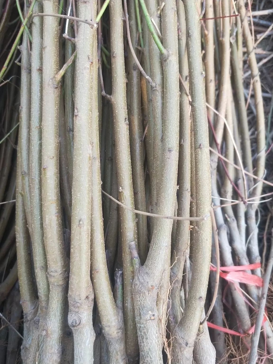 黄桃苗 芒果味的黄桃  可实地考察