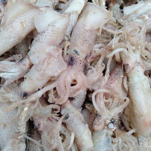 滨州香辣海兔1 香辣海兔 刚上市的海兔，新鲜，味美，肉嫩