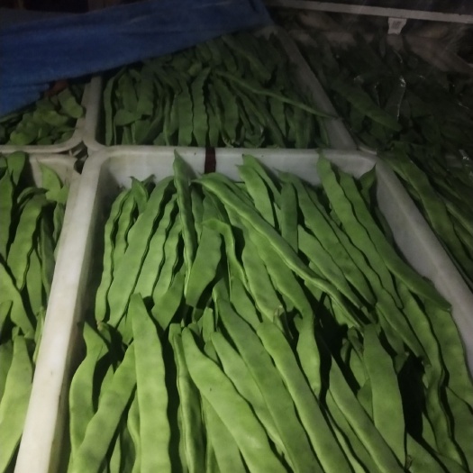 交大红扁豆2号 大扁大量上市