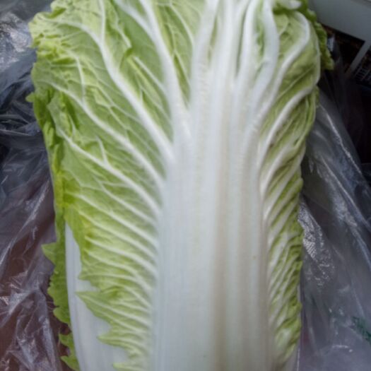 虞城县 精品大白菜