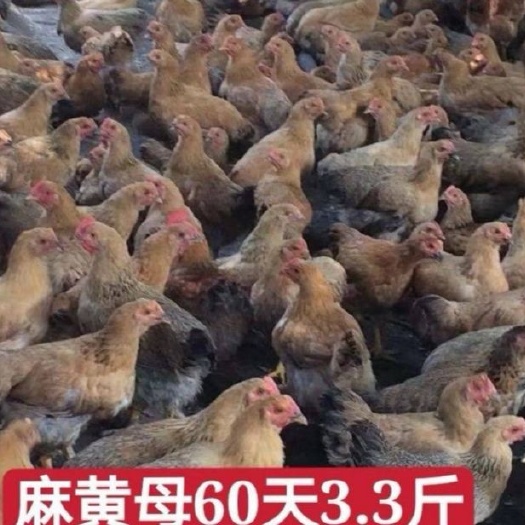 佛山K9麻黄鸡苗 K9肉鸡！K901母苗长速快！效益高！