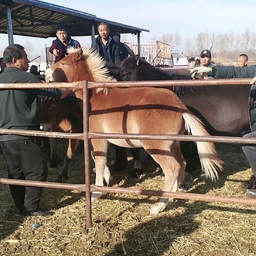 巴林左旗肉马 600-800斤