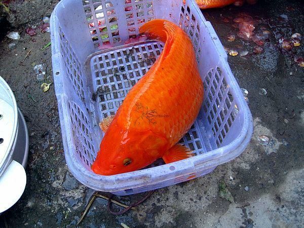 佛山 红鲤鱼苗十自孵水花
