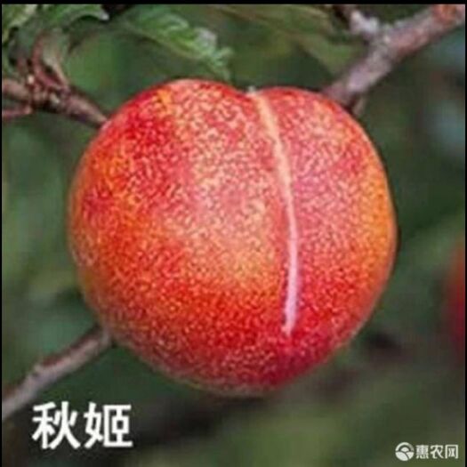 平邑县 秋姬 黑宝石李子苗，包成活保证纯度包结果，全国包邮，质量保