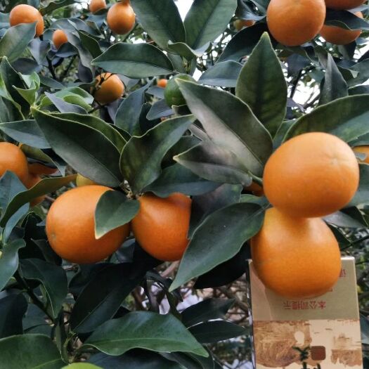 阳朔县油皮金桔苗   大果金桔苗  金桔嫁接苗  桂林金桔苗