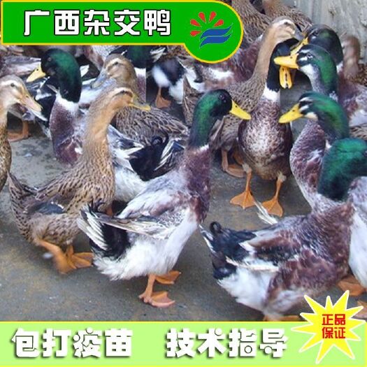 南宁 大种杂交鸭苗  专业孵化厂家直销