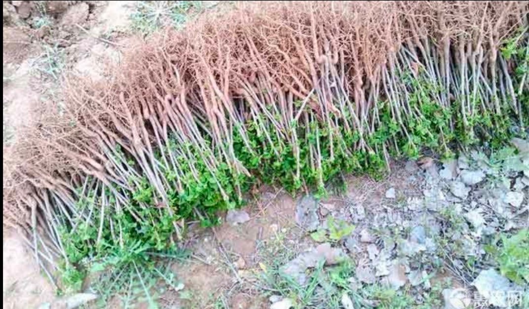 银杏实生苗 货真价实，现挖现卖保证每一棵都是真苗包邮包存活死苗补发量大优