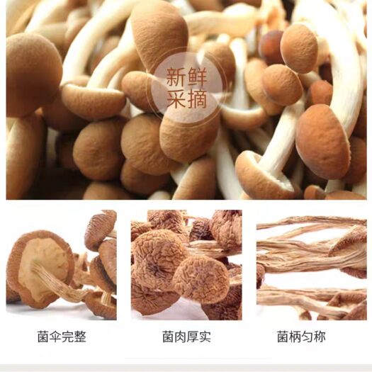 古田县 福建农家茶树菇，