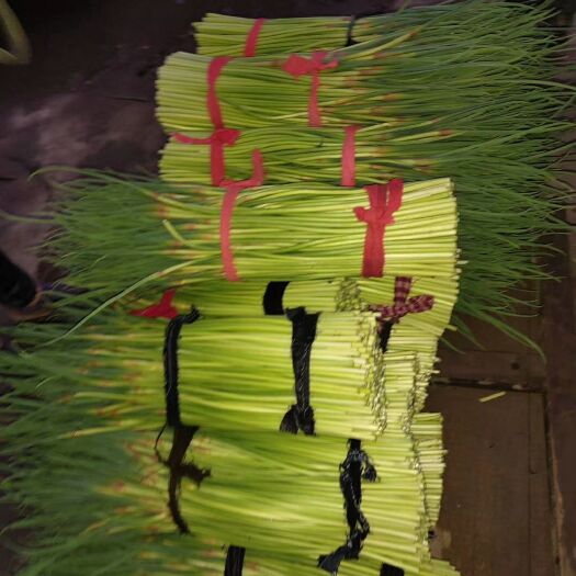 金乡县红帽蒜薹 40~50cm