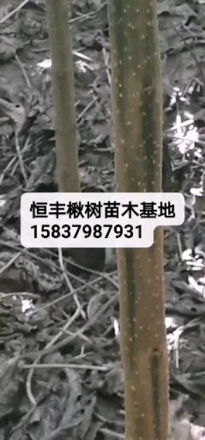 洛宁县 楸树苗