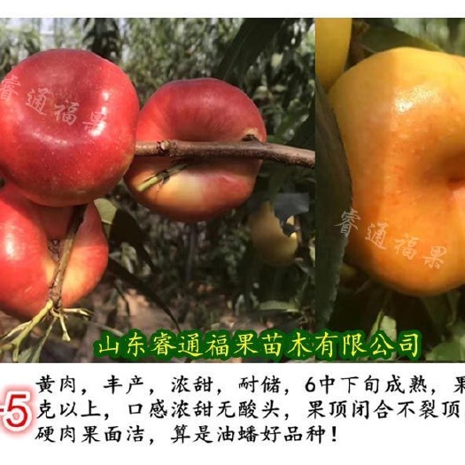 泰安 早熟黄肉油蟠桃树苗，保品种，保成活，保技术
