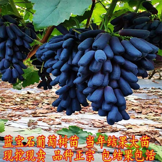 平邑县蓝宝石葡萄苗 蓝宝石葡萄育苗基地  价格优惠  速来抢购