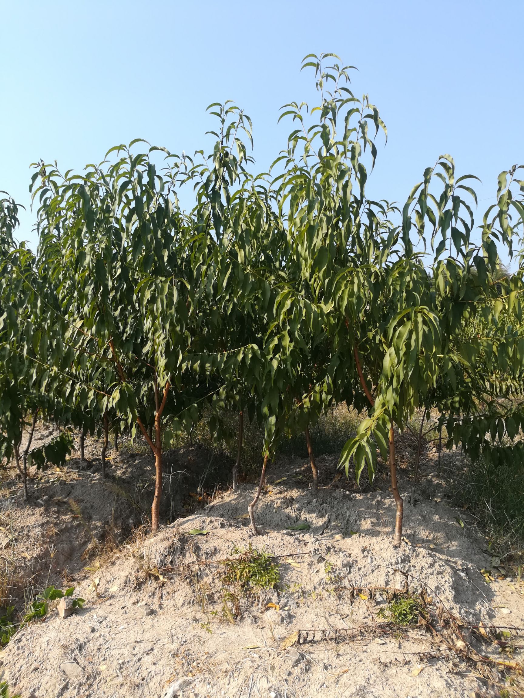 桃树苗湖南炎陵锦绣黄桃苗 根系发达 大量批发支持种植技术指导