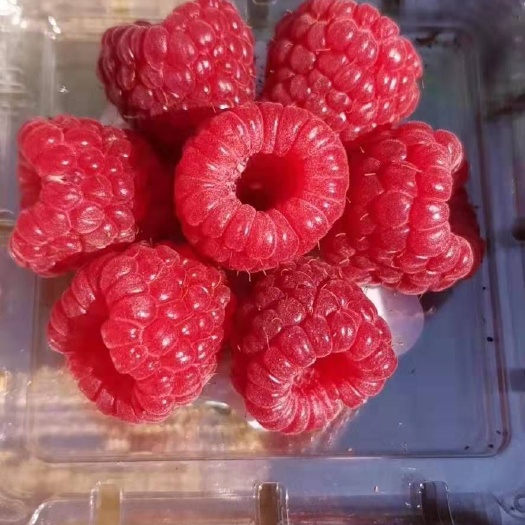 白山树莓苗，红树莓苗，双季红树莓苗品种适合大面积种植含糖高