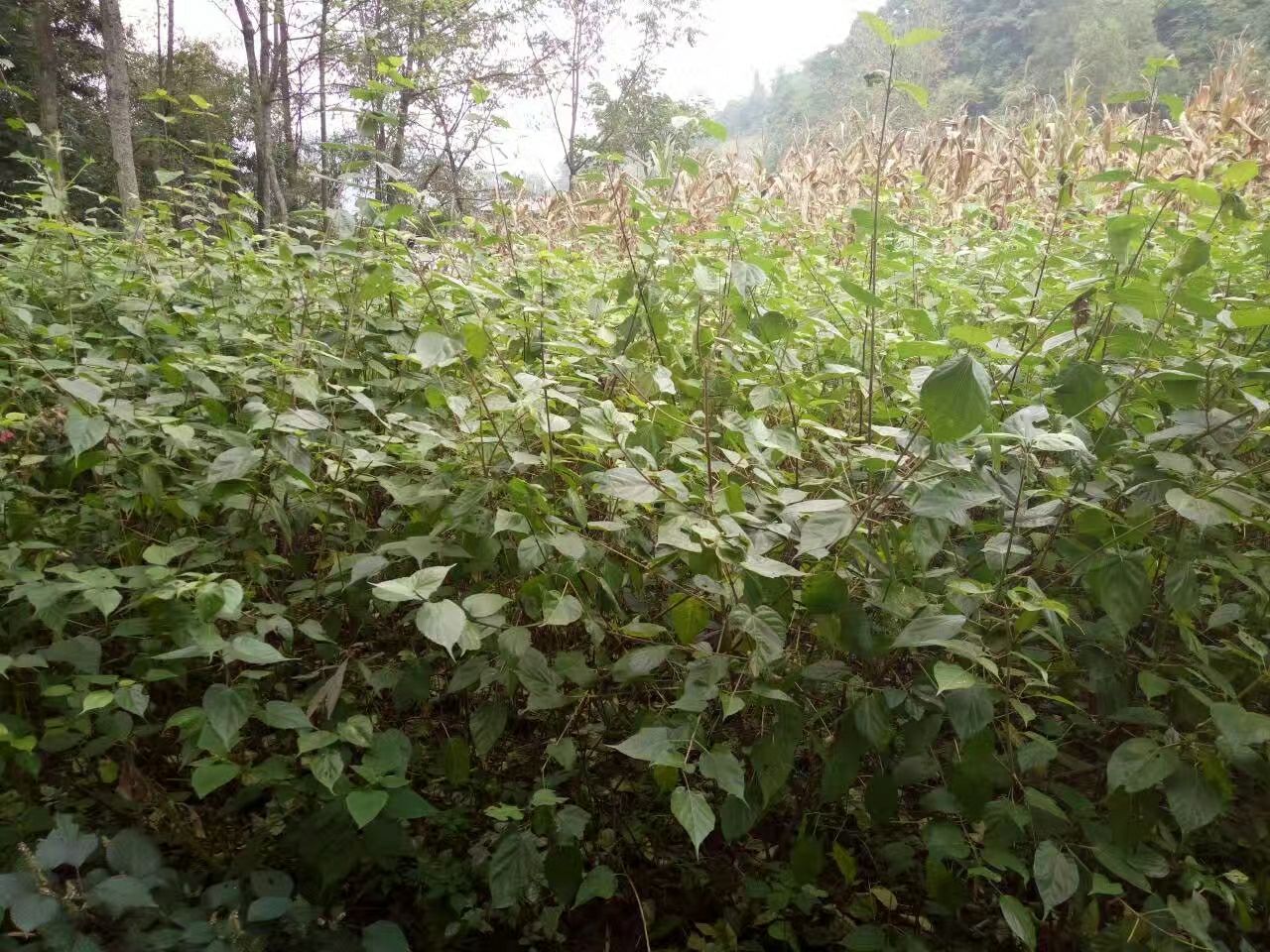 豆腐柴苗 大量供应豆腐树苗 豆腐柴种苗 斑鸠蛋树苗翡翠豆腐树苗 豆腐