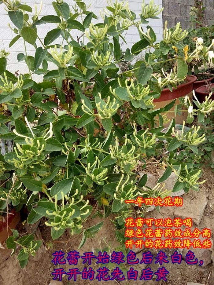 树形金银花 金银花老桩爬藤金银花四季金银花产量高