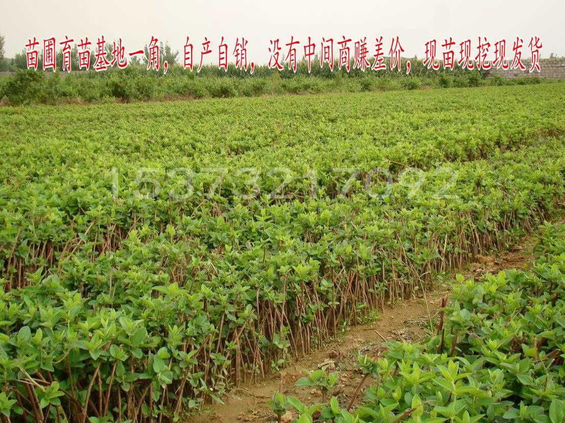 树形金银花 金银花老桩爬藤金银花四季金银花产量高