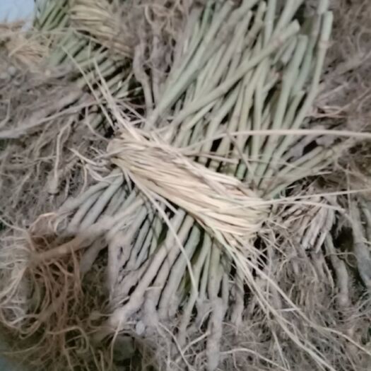 桐乡市养蚕桑树苗 强桑，需要的找我。别的也有，你的需要是我的使命。