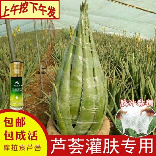 周口库拉索芦荟二十斤到四十多斤的大棵芦荟，小苗芦荟批发零售
