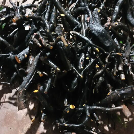 宜宾金弹子 灌木老碳化桩