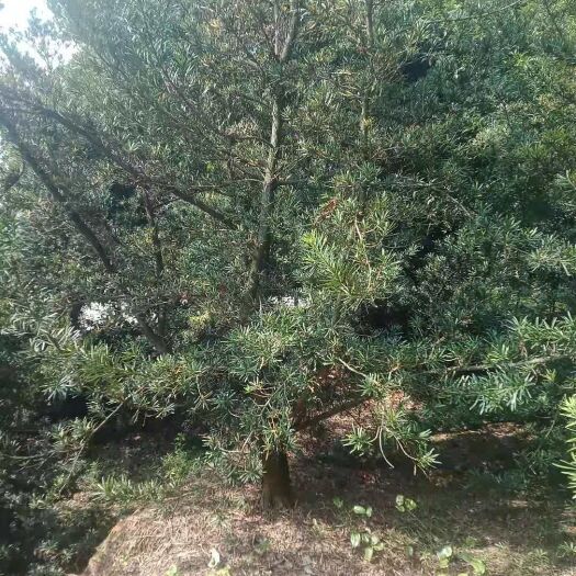 芷江县 10一20中，小叶罗汉松
