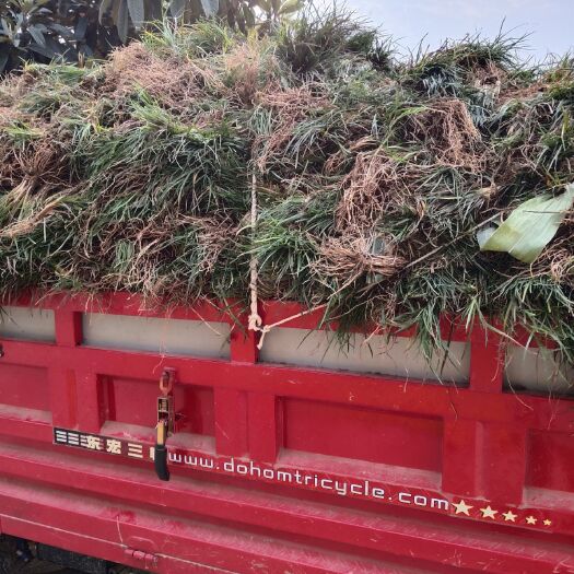 三台县 小叶麦冬草，大量出售