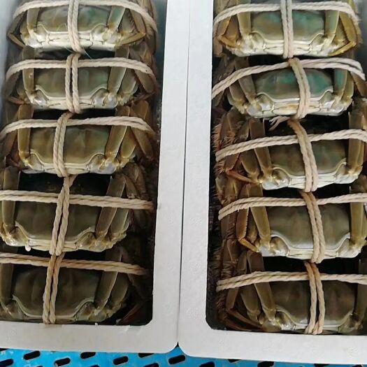 苏州 阳澄湖镇大闸蟹全场包邮。