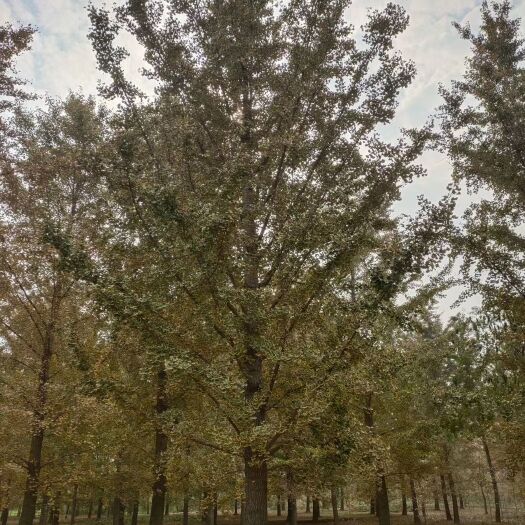 郯城县古银杏树 各种规格苗木银杏，红枫量大，欢迎各大老板前来采购