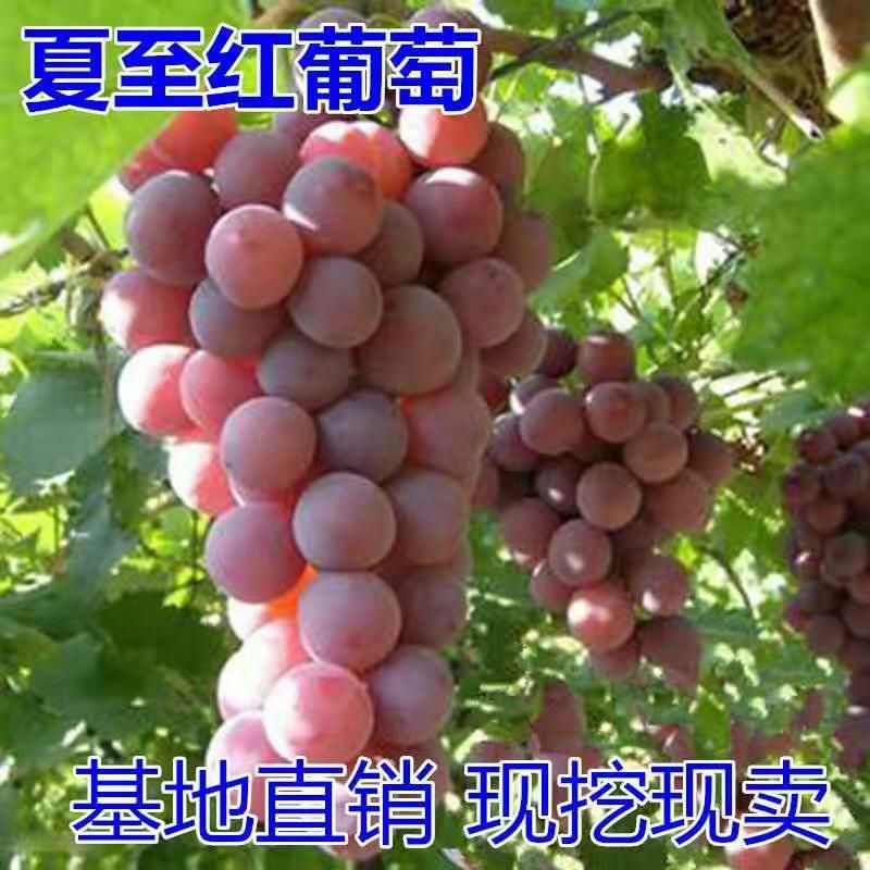 平邑县夏至红葡萄苗 苗圃直供，现挖现发，保证品种和成活，免费技术指导