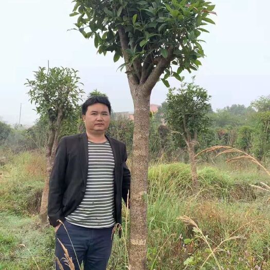 吉安 出售桂花树
