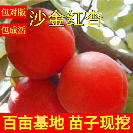 平邑县沙金红杏树苗，当年结果，现挖现卖保证质量纯度，四苗免费补发