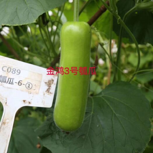 汕头 来自广东的好瓠瓜种子