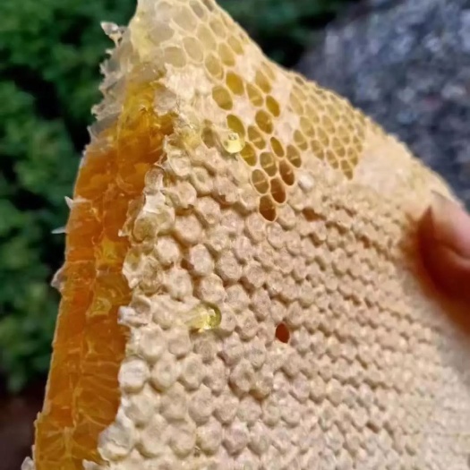 秀山野生蜂蜜  纯洁无污染天然养殖的高山蜂蜜，剂，口感很好