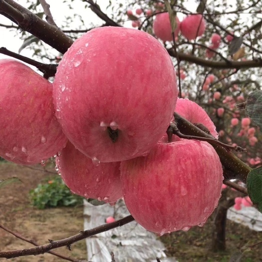泰安 红富士苹果苗  红露苹果苗批发