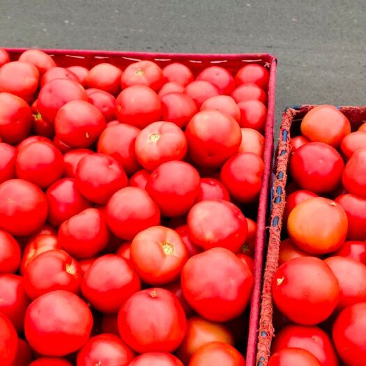 米易县粉果番茄 粉果上市了