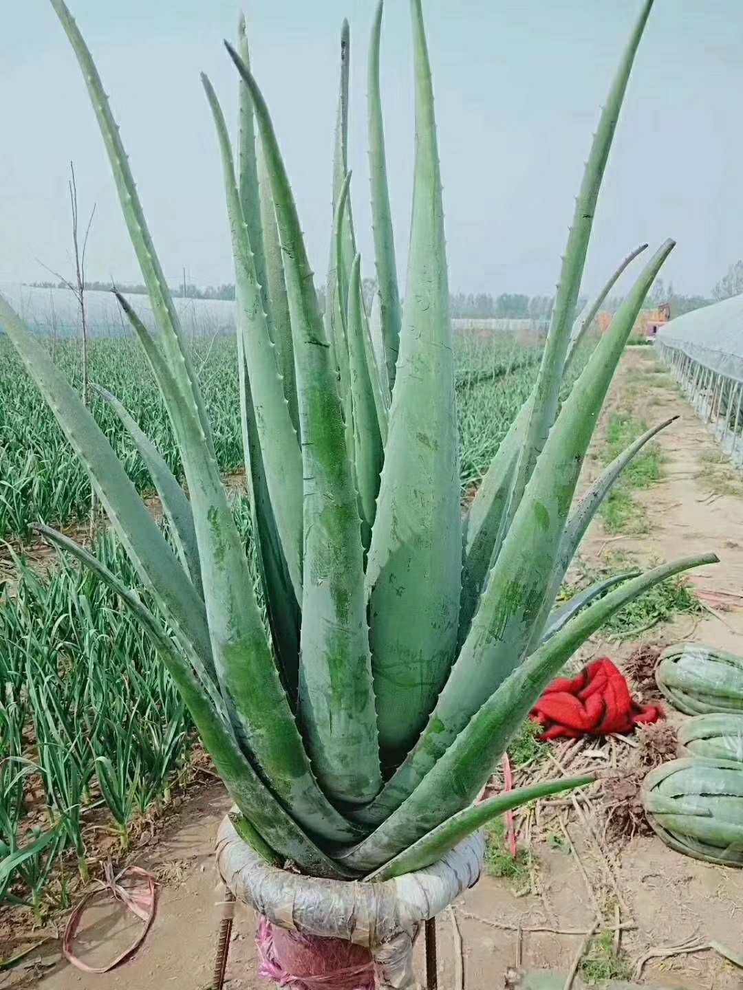 库拉索芦荟二十斤到四十多斤的大棵芦荟，小苗芦荟批发零售