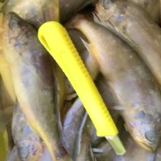 荣成市冰冻小黄鱼 小黄鱼