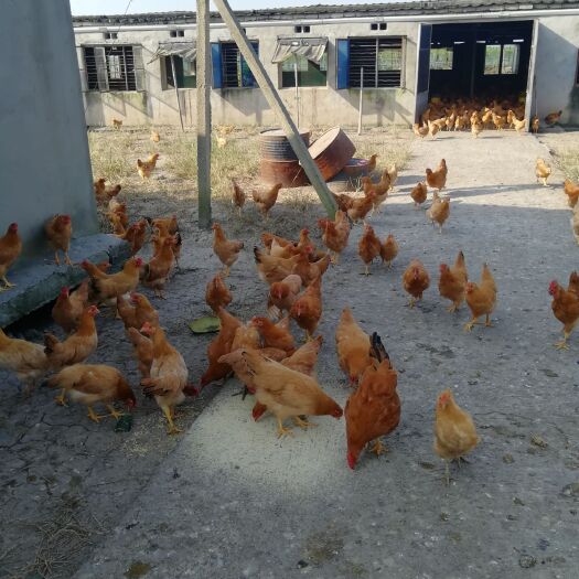 宁海县 振宁土鸡，肉质鲜美，均重3斤左右，黄羽。