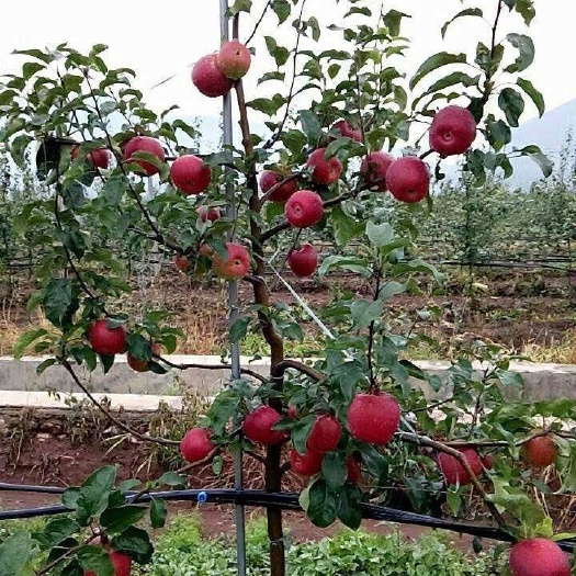 泰安 矮化红富士苹果苗
