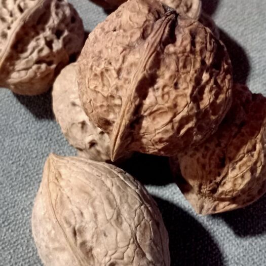 香格里拉有机核桃 26~30mm 去皮 散装
